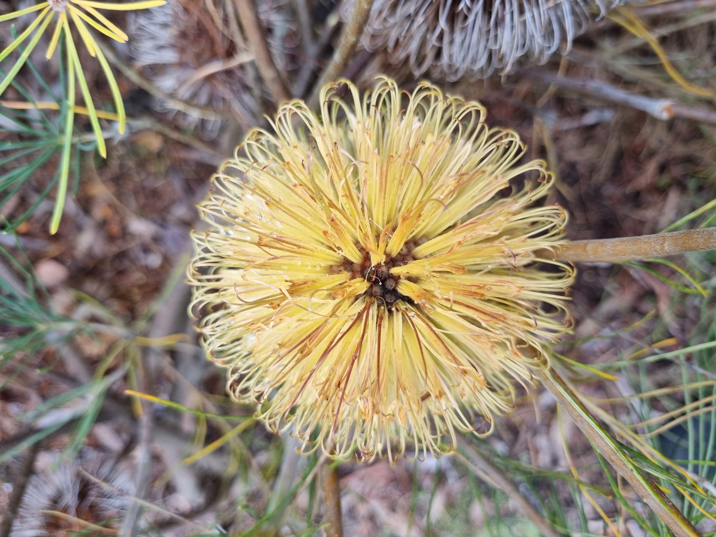 leptophylla var melletica